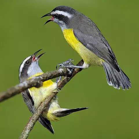 Image of Bananaquit