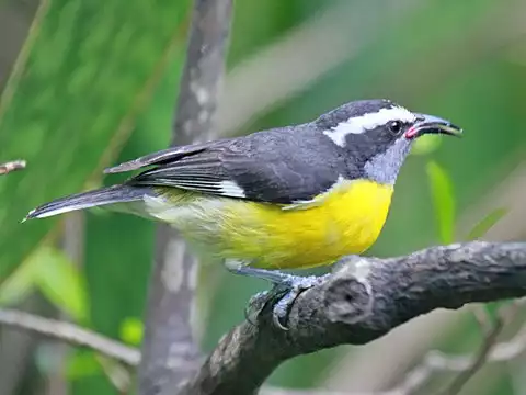 Image of Bananaquit