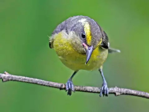 Image of Bananaquit