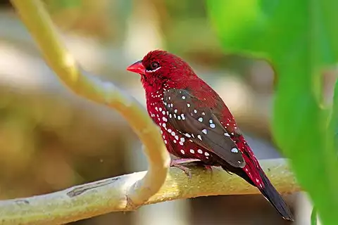 Image of Red Avadavat