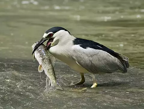 Image of Black-crowned Night-Heron