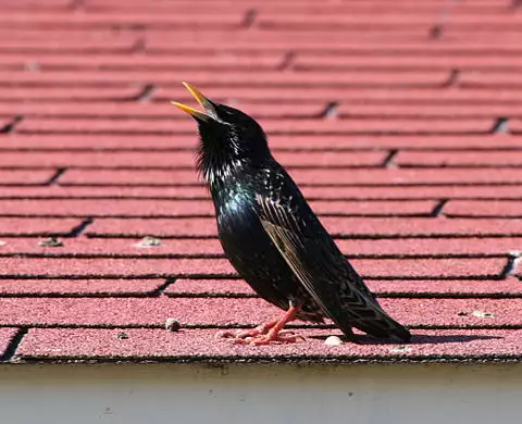 Image of European Starling