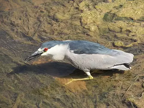 Image of Black-crowned Night-Heron