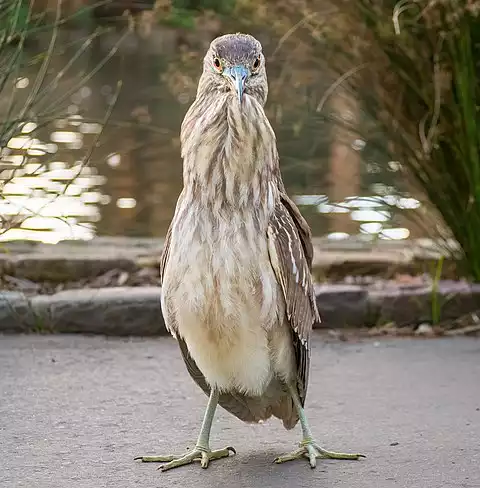 Image of Black-crowned Night-Heron