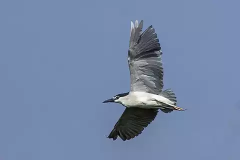 Image of Black-crowned Night-Heron