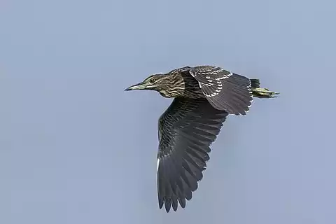 Image of Black-crowned Night-Heron