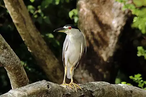 Image of Black-crowned Night-Heron