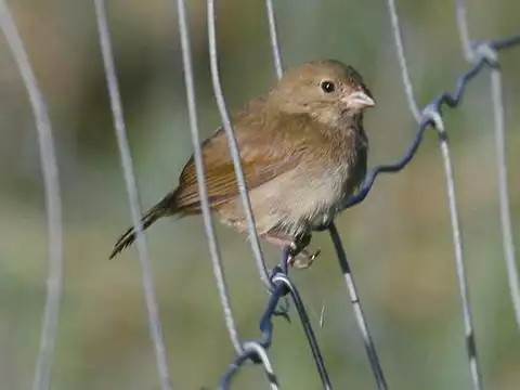 Image of Black-faced Grassquit