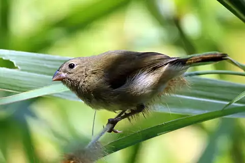 Image of Black-faced Grassquit