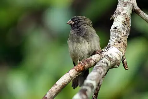 Image of Black-faced Grassquit