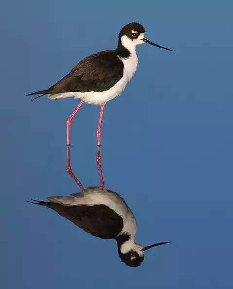 Image of Black-necked Stilt