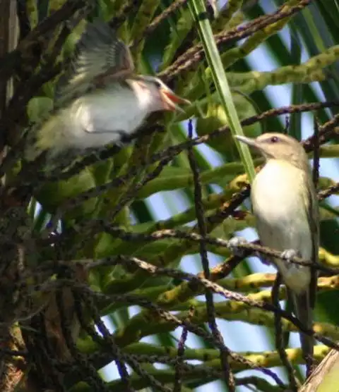 Image of Black-whiskered Vireo