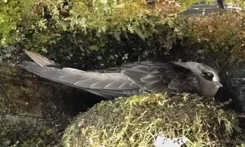 Image of Black Swift