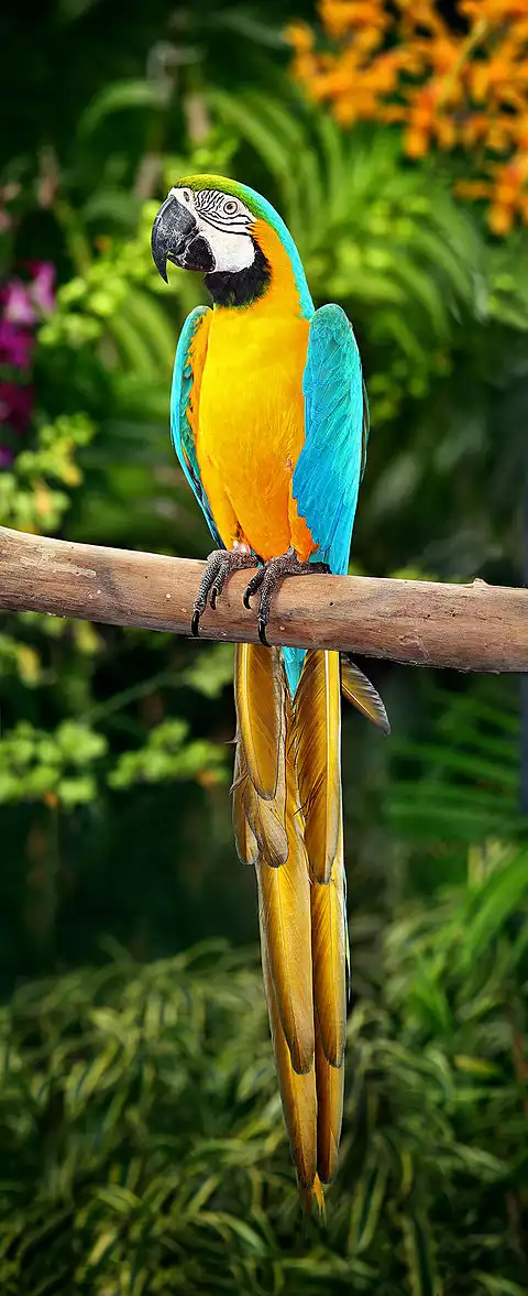 Image of Blue-and-yellow Macaw