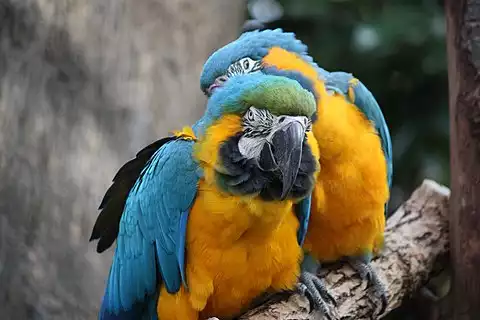 Image of Blue-and-yellow Macaw