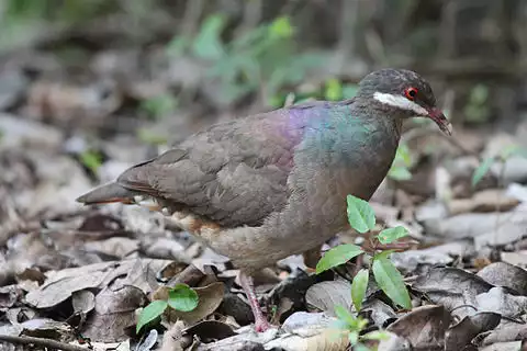 Image of Bridled Quail-Dove