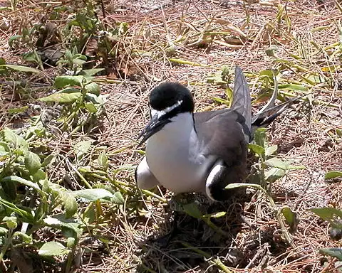 Image of Bridled Tern