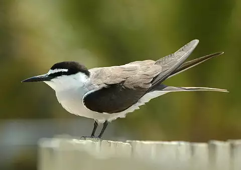 Image of Bridled Tern