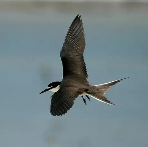 Image of Bridled Tern