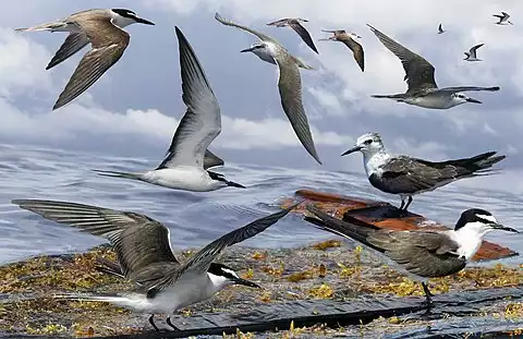 Image of Bridled Tern