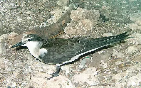 Image of Bridled Tern