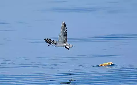 Image of Bridled Tern