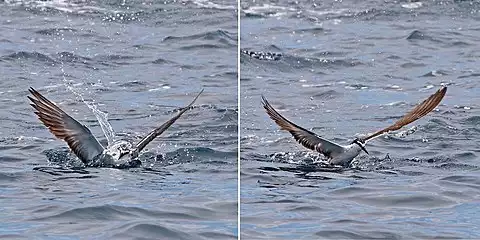 Image of Bridled Tern