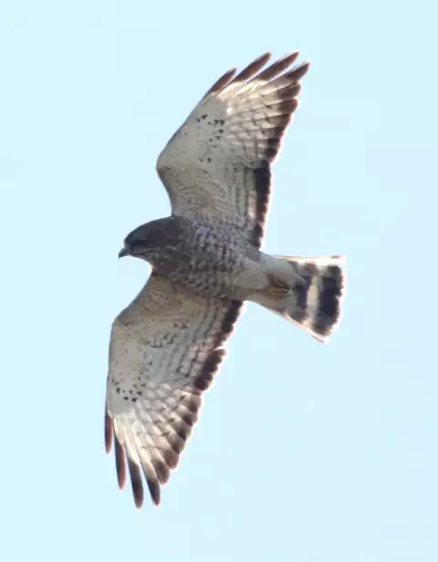 Image of Broad-winged Hawk