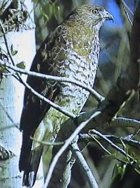 Image of Broad-winged Hawk