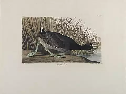 Image of American Coot