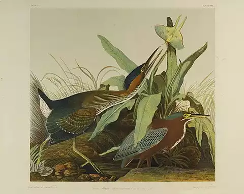 Image of Green Heron