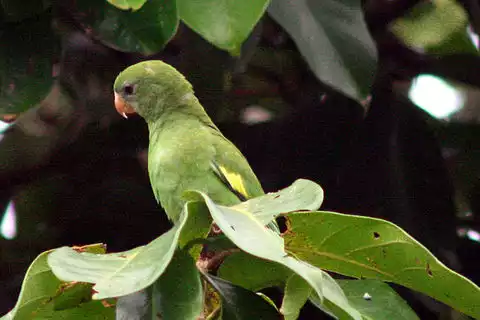 Image of White-winged Parakeet