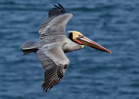 Image of Brown Pelican