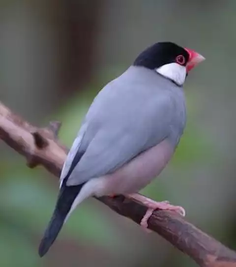 Image of Java Sparrow