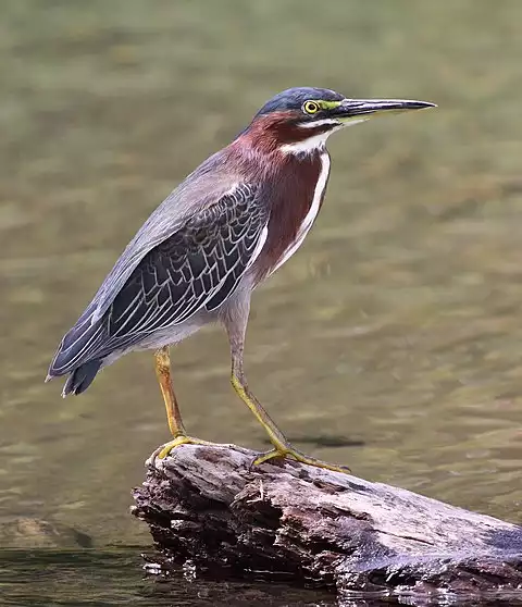 Image of Green Heron