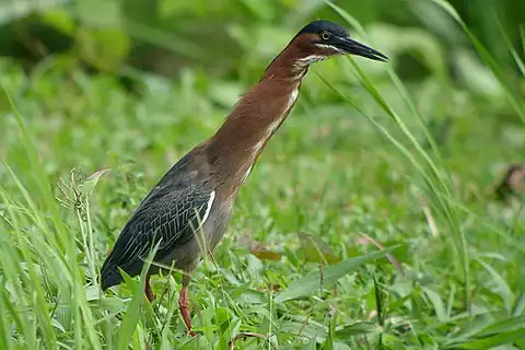 Image of Green Heron
