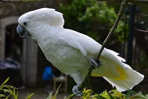 Image of White Cockatoo