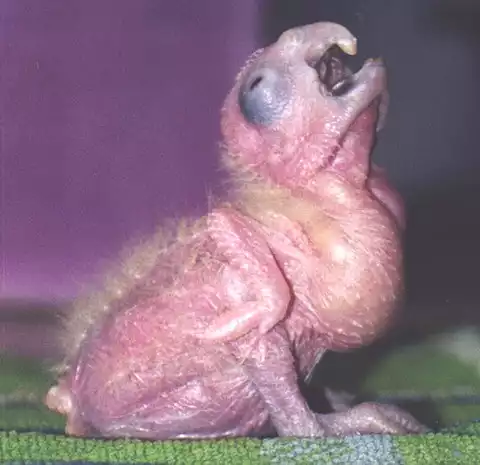 Image of White Cockatoo