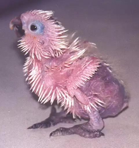 Image of White Cockatoo