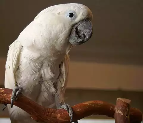 Image of White Cockatoo