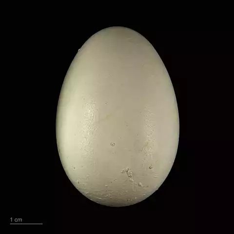 Image of White Cockatoo