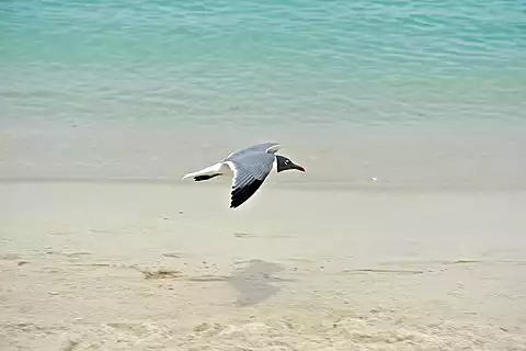 Image of Laughing Gull