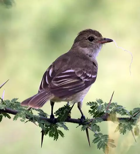 Image of Caribbean Elaenia