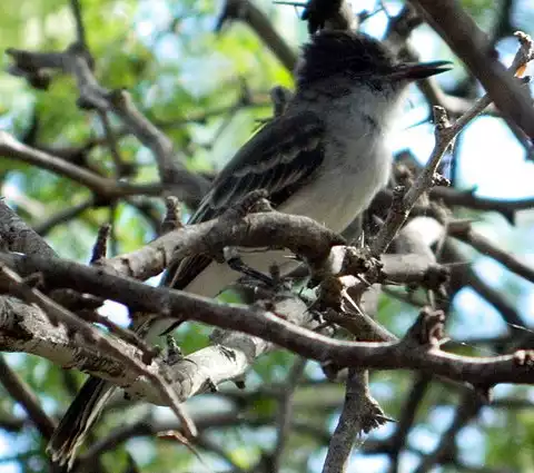 Image of Caribbean Elaenia