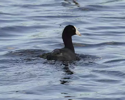 Image of American Coot