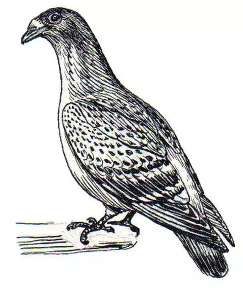 Image of Plain Pigeon