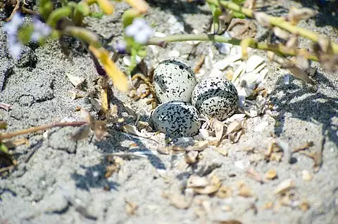 Image of Snowy Plover