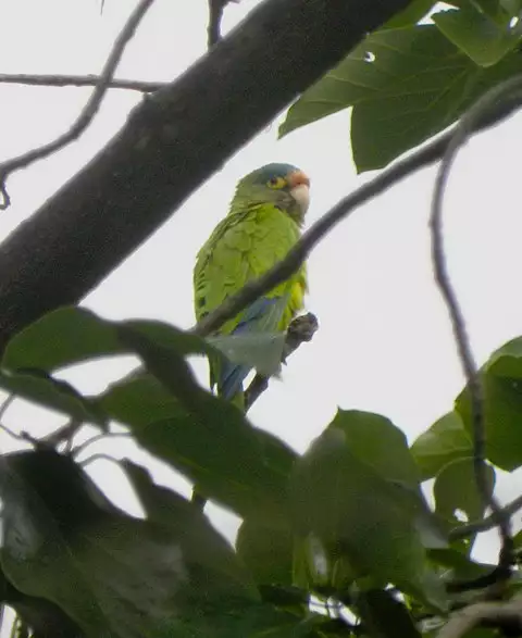 Image of Orange-fronted Parakeet