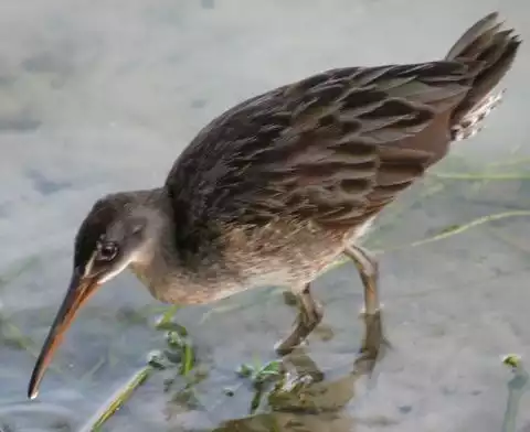 Image of Clapper Rail