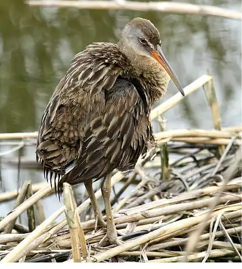 Image of Clapper Rail